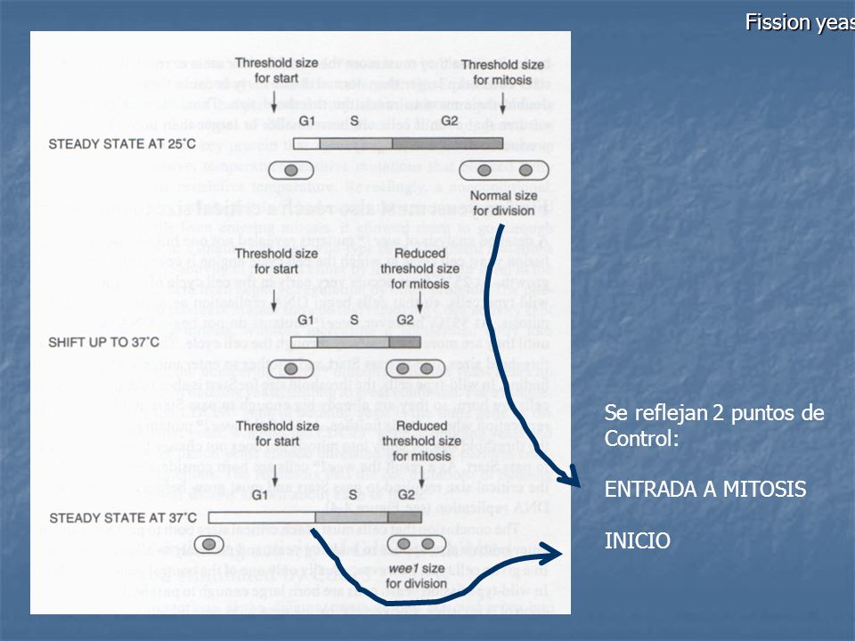 Fission yeast Se reflejan 2 puntos de Control: ENTRADA A MITOSIS