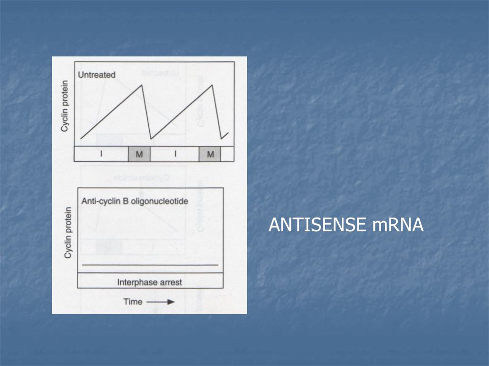 ANTISENSE mRNA mRNA sintesis de Cyclin B esencial. Técnica solo elimina ciclina.