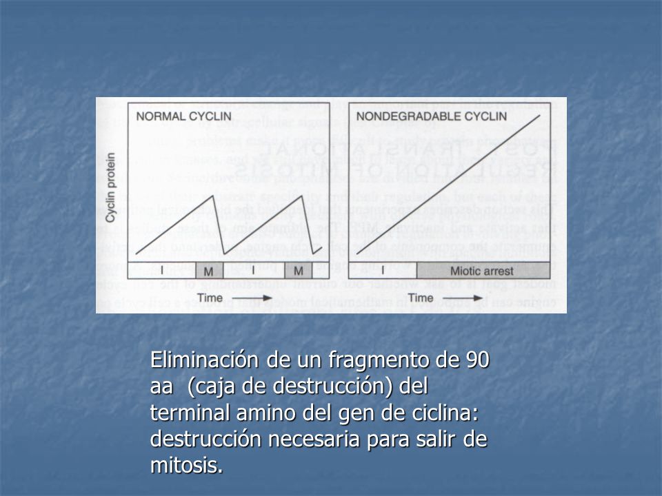 Eliminación de un fragmento de 90 aa (caja de destrucción) del terminal amino del gen de ciclina: destrucción necesaria para salir de mitosis.