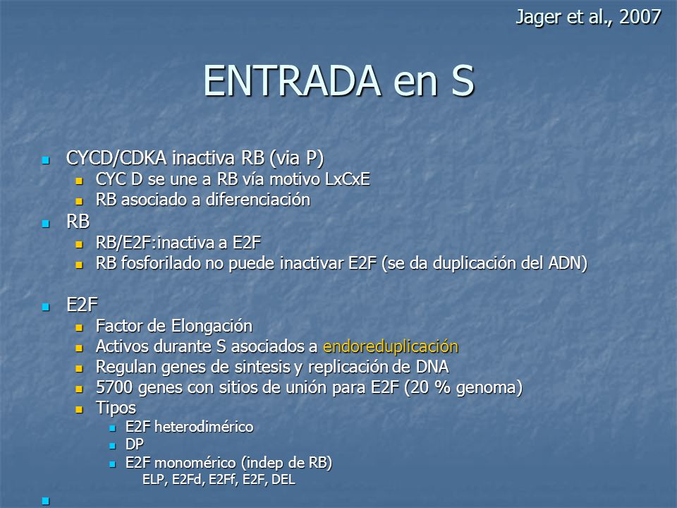 ENTRADA en S Jager et al., 2007 CYCD/CDKA inactiva RB (via P) RB E2F