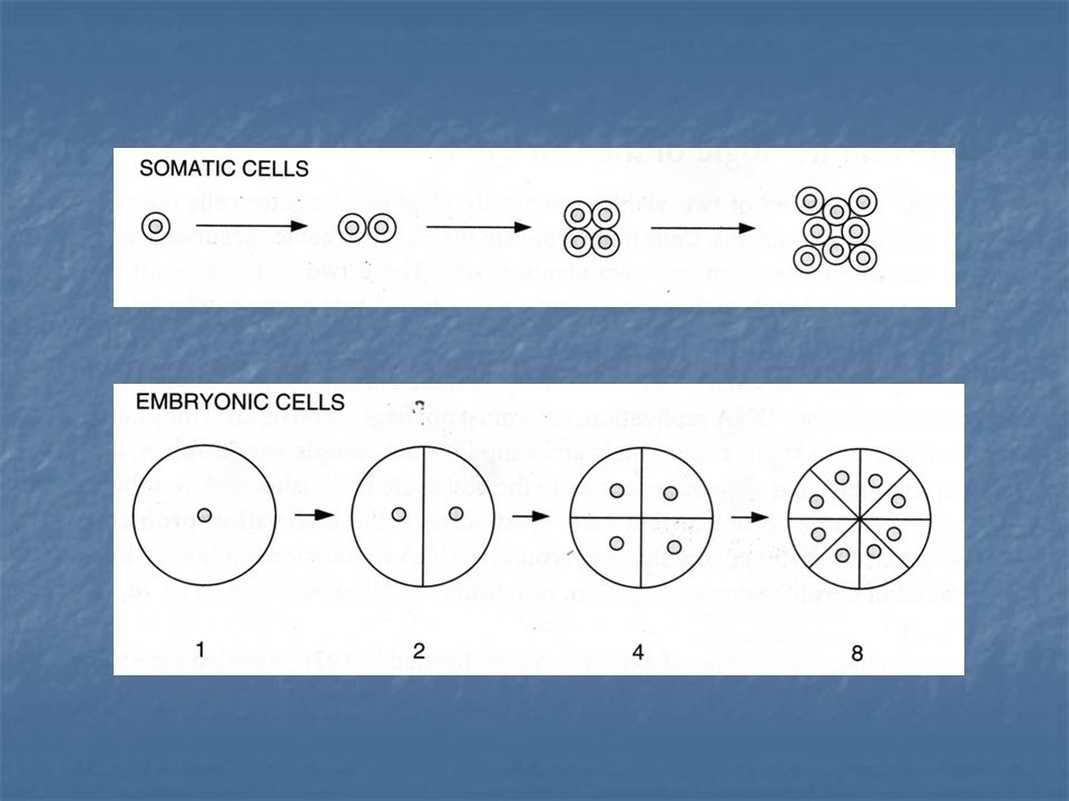 Estudios de comparación de ciclo celuar en diferentes organismos: células somáticas de humanos