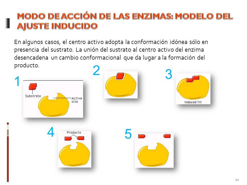 MODO DE ACCIÓN DE LAS ENZIMAS: MODELO DEL AJUSTE INDUCIDO