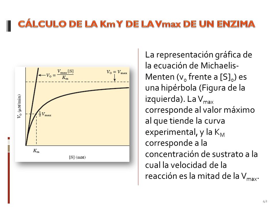 CÁLCULO DE LA Km Y DE LA Vmax DE UN ENZIMA