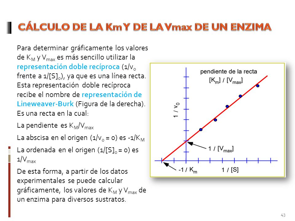 CÁLCULO DE LA Km Y DE LA Vmax DE UN ENZIMA
