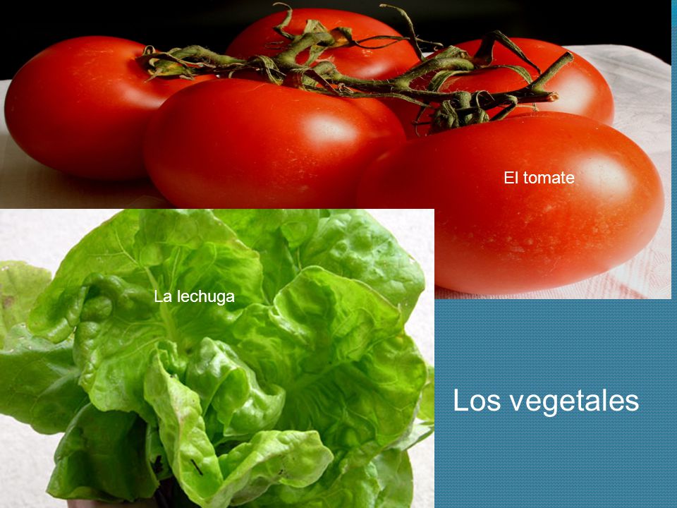 El tomate La lechuga Los vegetales
