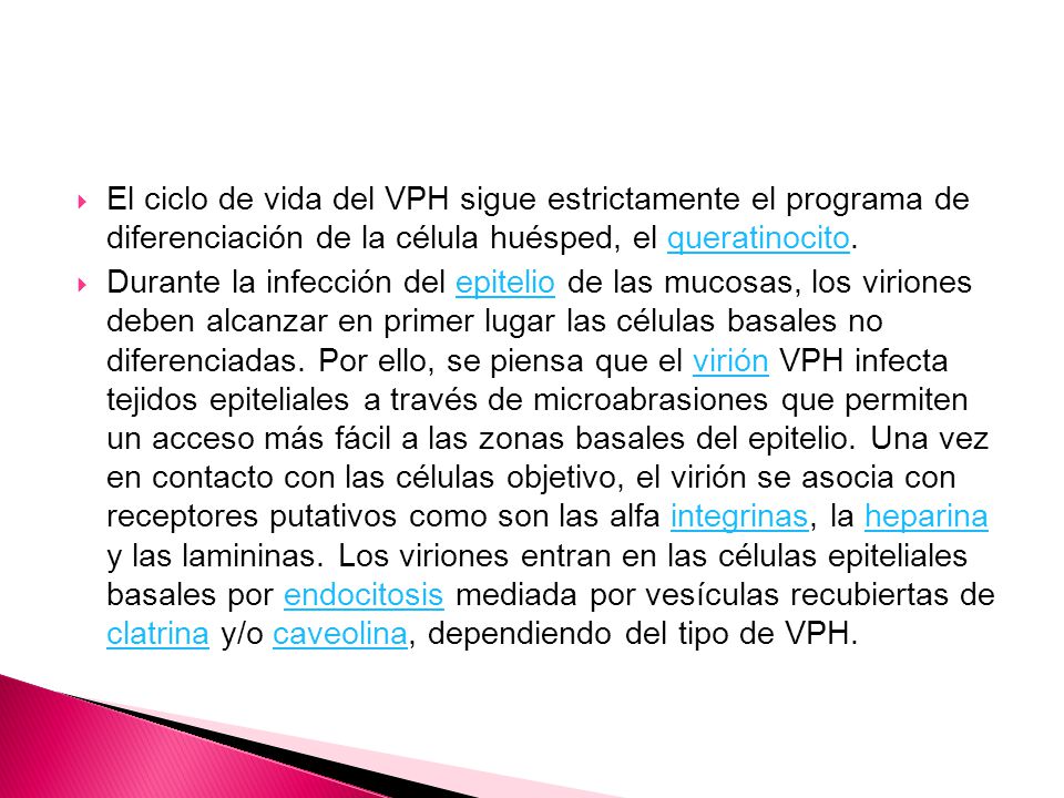 El ciclo de vida del VPH sigue estrictamente el programa de diferenciación de la célula huésped, el queratinocito.