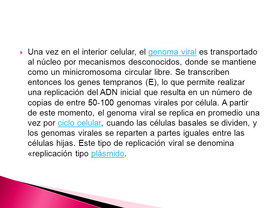 Una vez en el interior celular, el genoma viral es transportado al núcleo por mecanismos desconocidos, donde se mantiene como un minicromosoma circular libre.