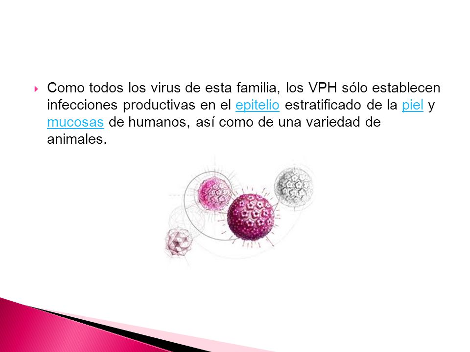 Como todos los virus de esta familia, los VPH sólo establecen infecciones productivas en el epitelio estratificado de la piel y mucosas de humanos, así como de una variedad de animales.