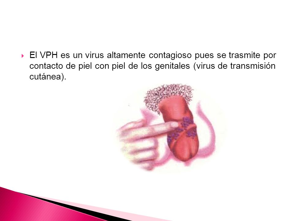 El VPH es un virus altamente contagioso pues se trasmite por contacto de piel con piel de los genitales (virus de transmisión cutánea).