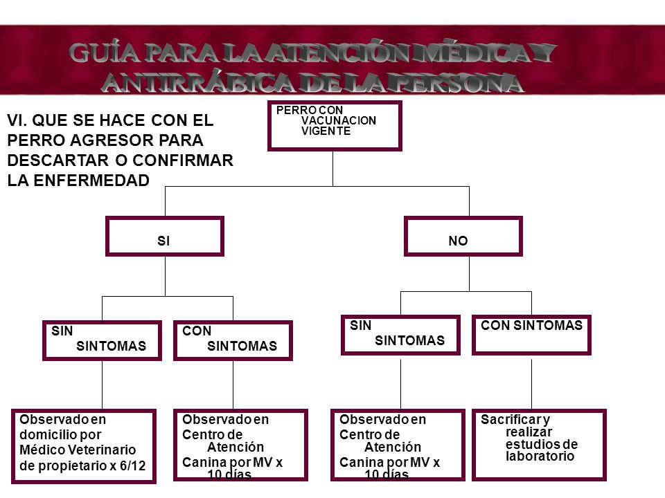 GUÍA PARA LA ATENCIÓN MÉDICA Y ANTIRRÁBICA DE LA PERSONA