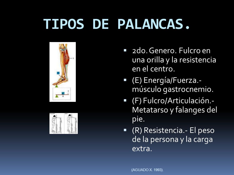 TIPOS DE PALANCAS. 2do. Genero. Fulcro en una orilla y la resistencia en el centro. (E) Energía/Fuerza.- músculo gastrocnemio.