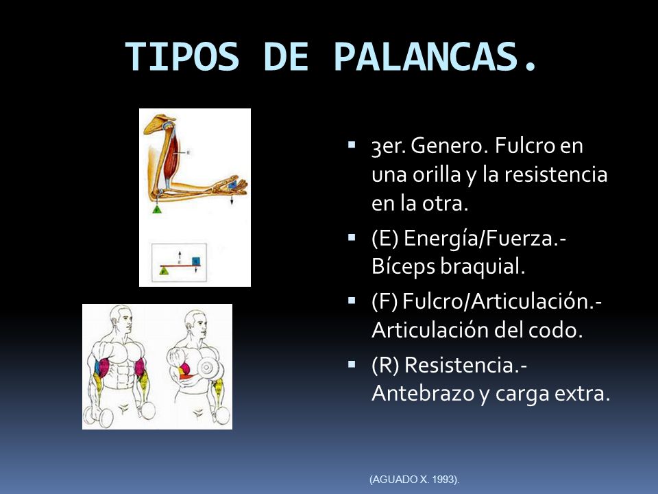 TIPOS DE PALANCAS. 3er. Genero. Fulcro en una orilla y la resistencia en la otra. (E) Energía/Fuerza.- Bíceps braquial.