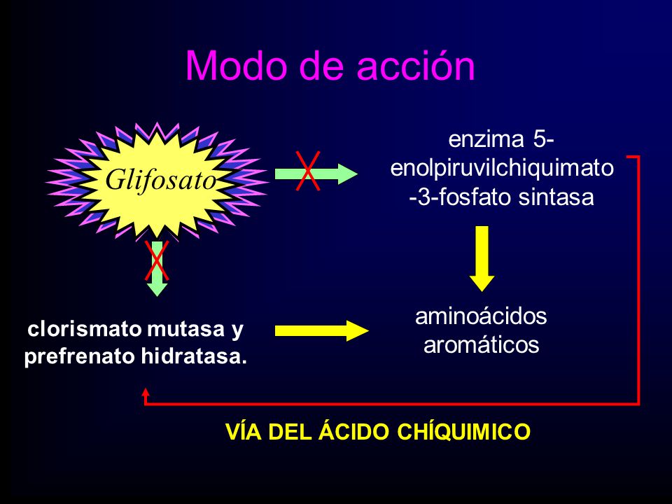 clorismato mutasa y prefrenato hidratasa. VÍA DEL ÁCIDO CHÍQUIMICO