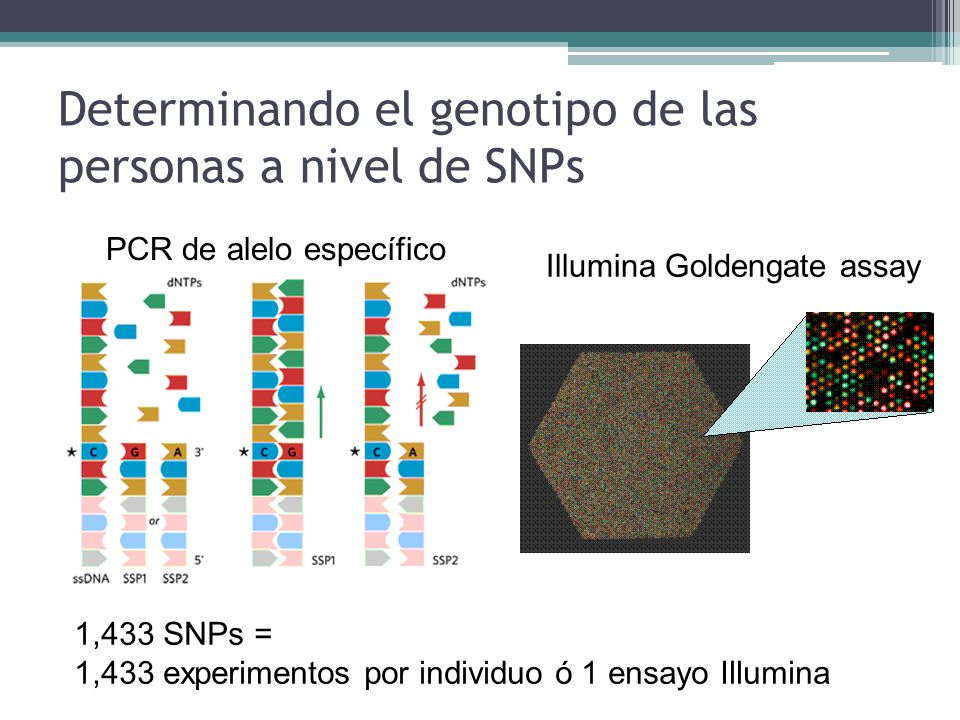 Determinando el genotipo de las personas a nivel de SNPs
