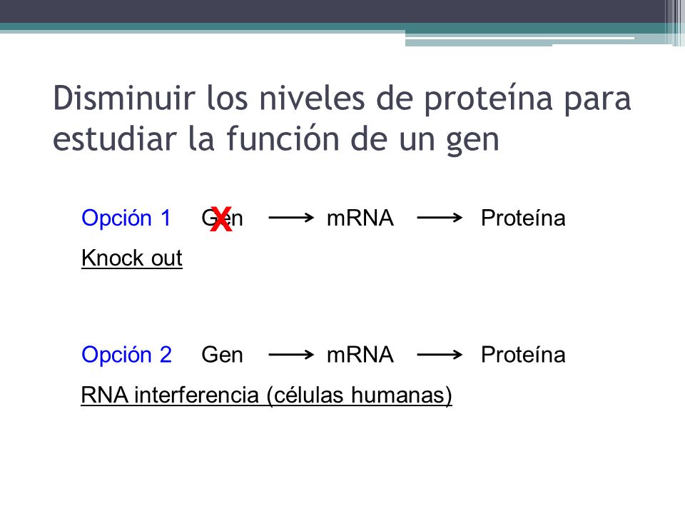 Disminuir los niveles de proteína para estudiar la función de un gen