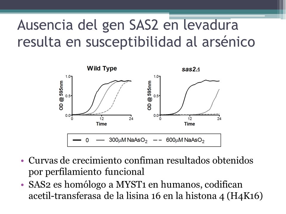 Ausencia del gen SAS2 en levadura resulta en susceptibilidad al arsénico
