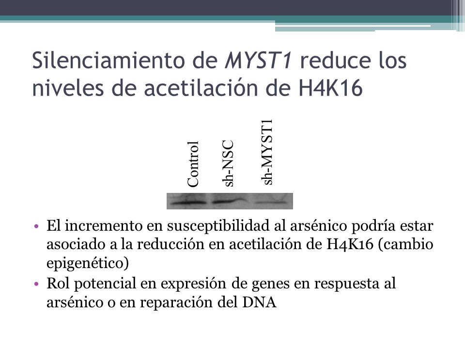 Silenciamiento de MYST1 reduce los niveles de acetilación de H4K16