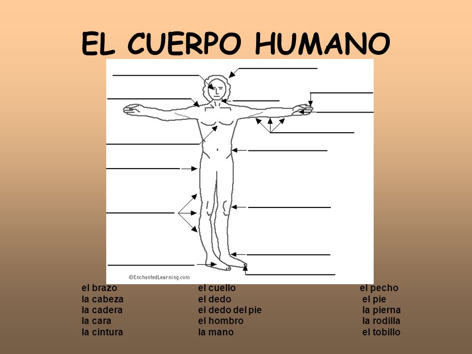 EL CUERPO HUMANO el brazo la cabeza la cadera la cara la cintura