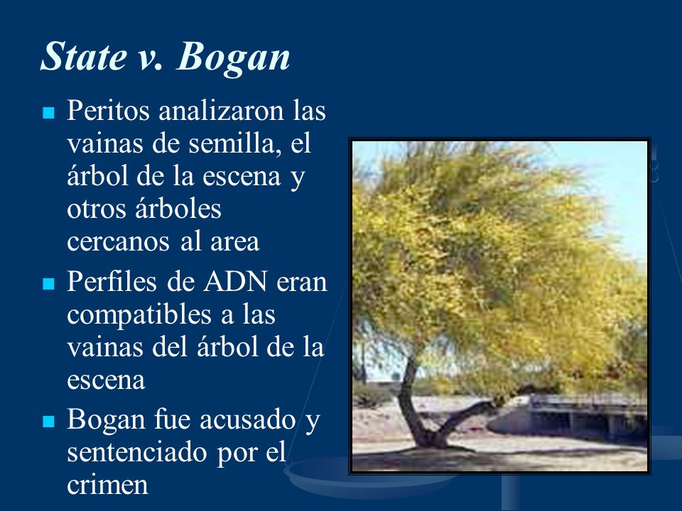 State v. Bogan Peritos analizaron las vainas de semilla, el árbol de la escena y otros árboles cercanos al area.