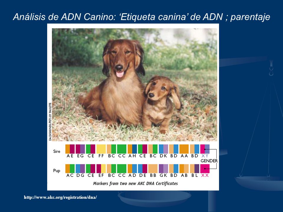 Análisis de ADN Canino: ‘Etiqueta canina’ de ADN ; parentaje