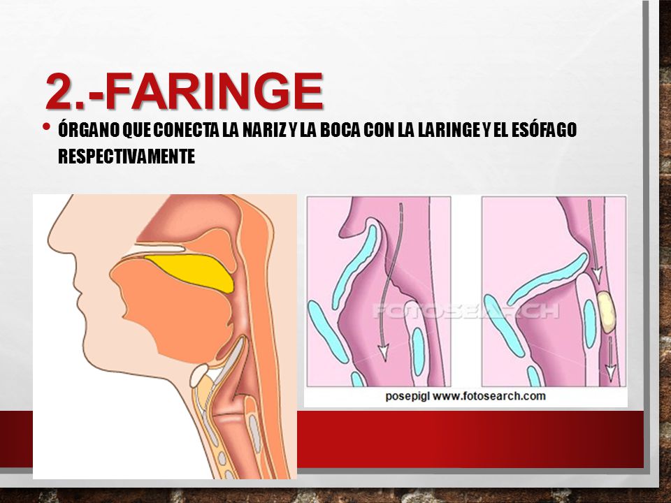 2.-Faringe Órgano que conecta la nariz y la boca con la laringe y el esófago respectivamente