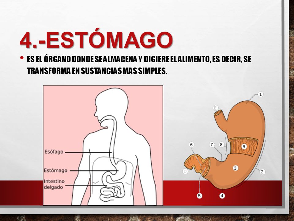 4.-Estómago Es el órgano donde se almacena y digiere el alimento, es decir, se transforma en sustancias mas simples.