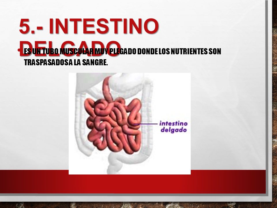 5.- Intestino delgado Es un tubo muscular muy plegado donde los nutrientes son traspasados a la sangre.