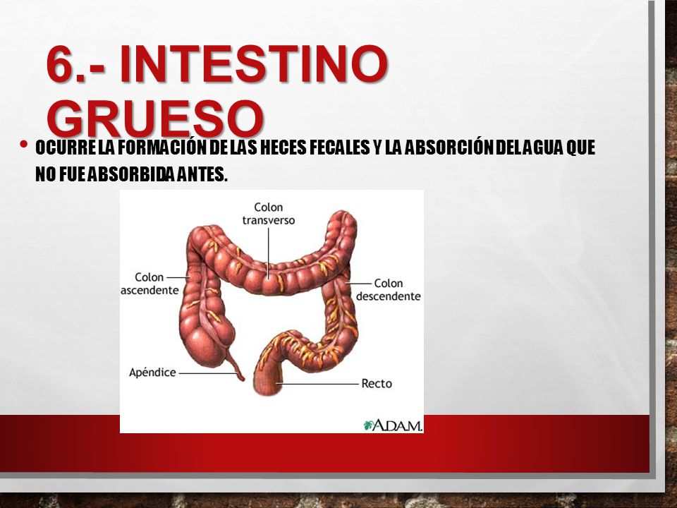 6.- Intestino grueso Ocurre la formación de las heces fecales y la absorción del agua que no fue absorbida antes.