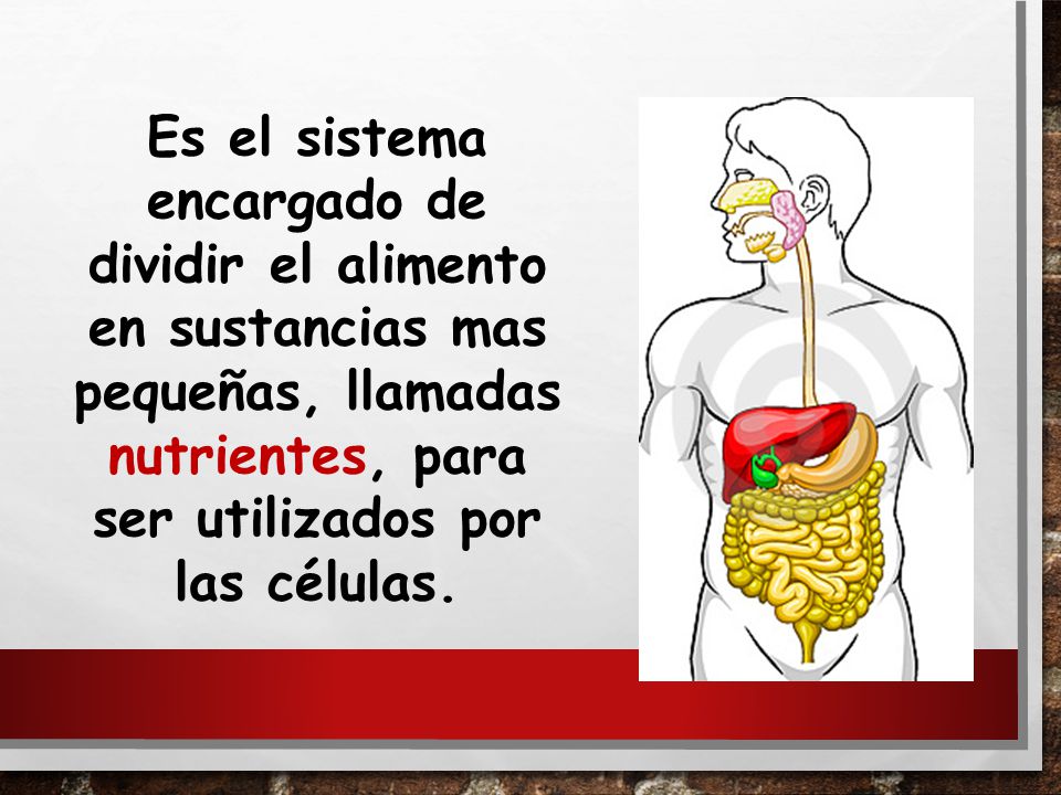 Es el sistema encargado de dividir el alimento en sustancias mas pequeñas, llamadas nutrientes, para ser utilizados por las células.