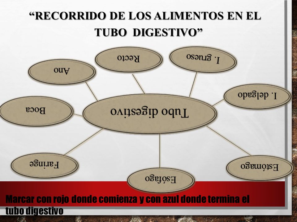 Recorrido de los alimentos en el tubo digestivo
