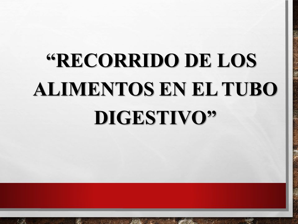 Recorrido de los alimentos en el tubo digestivo