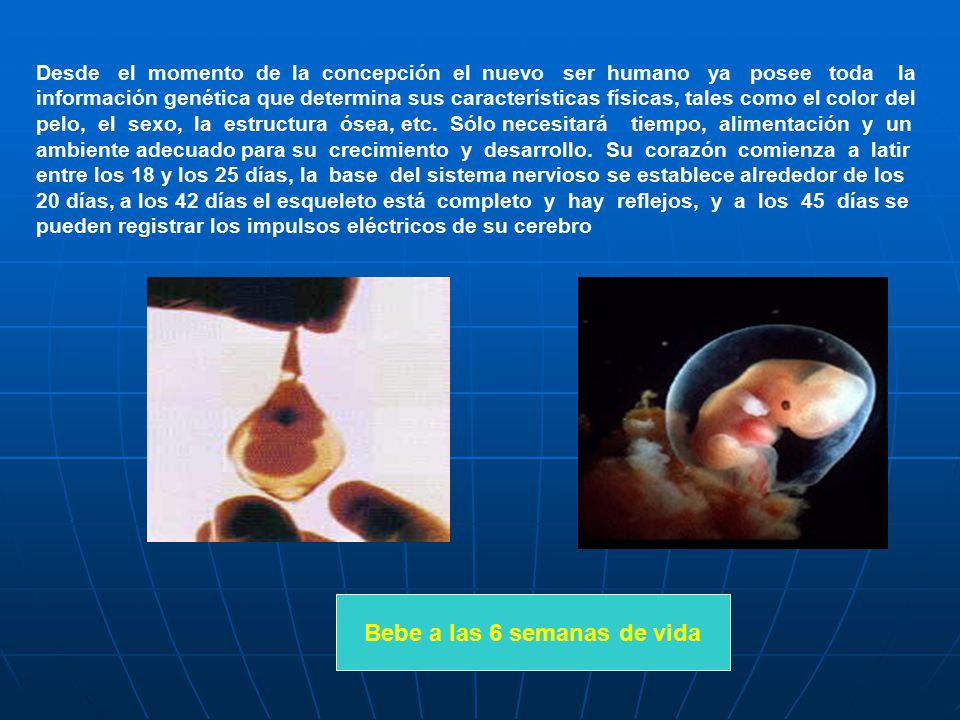 Desde el momento de la concepción el nuevo ser humano ya posee toda la información genética que determina sus características físicas, tales como el color del pelo, el sexo, la estructura ósea, etc. Sólo necesitará tiempo, alimentación y un ambiente adecuado para su crecimiento y desarrollo. Su corazón comienza a latir entre los 18 y los 25 días, la base del sistema nervioso se establece alrededor de los 20 días, a los 42 días el esqueleto está completo y hay reflejos, y a los 45 días se pueden registrar los impulsos eléctricos de su cerebro