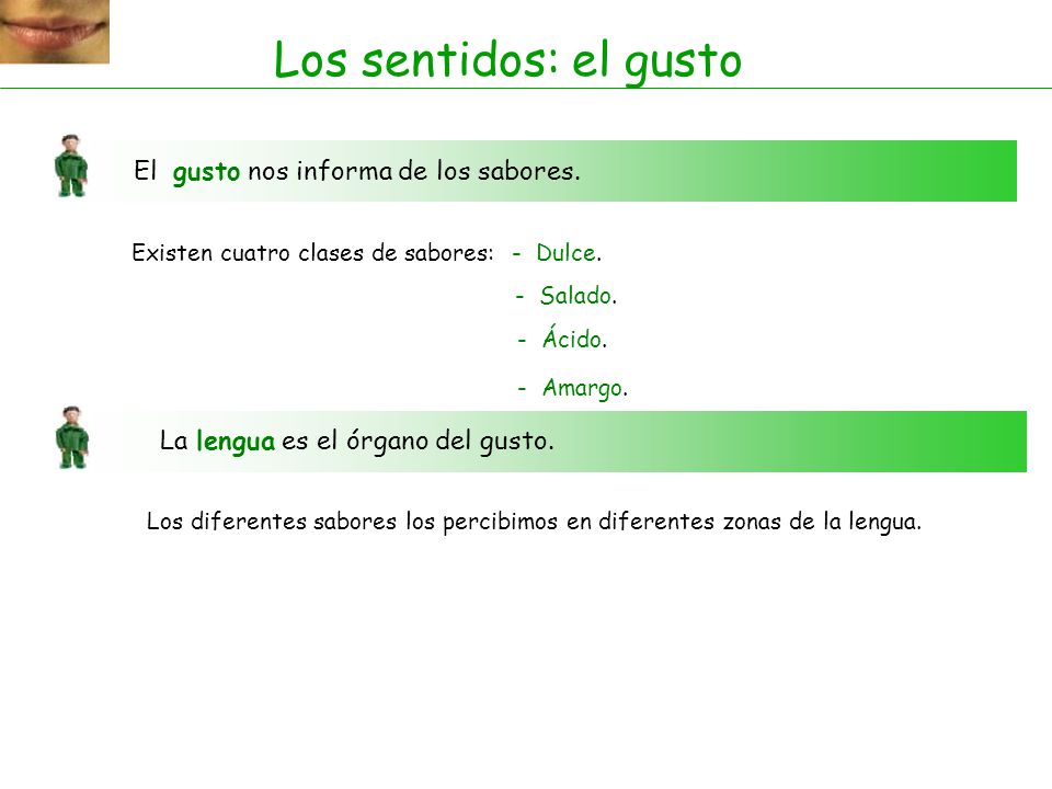 Los sentidos: el gusto El gusto nos informa de los sabores.