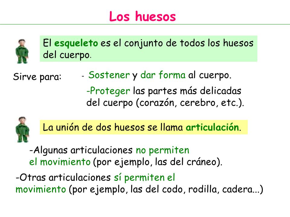 Los huesos El esqueleto es el conjunto de todos los huesos del cuerpo.