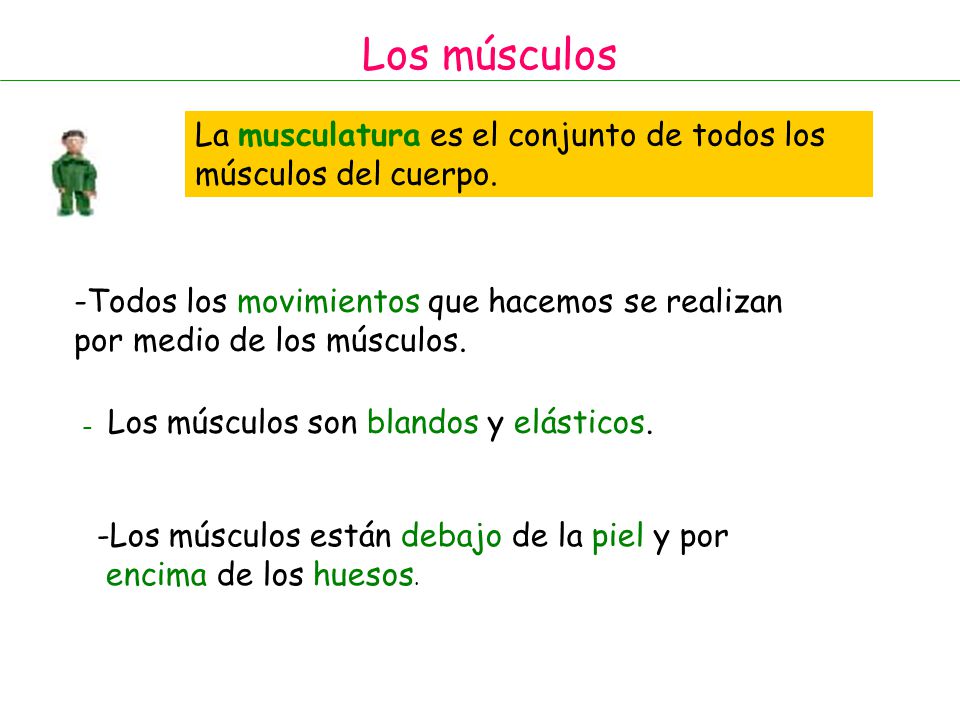 Los músculos La musculatura es el conjunto de todos los músculos del cuerpo. Todos los movimientos que hacemos se realizan.