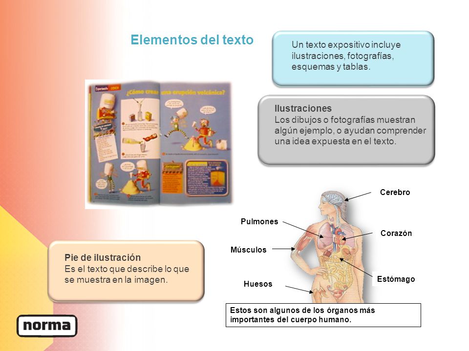Elementos del texto Un texto expositivo incluye ilustraciones, fotografías, esquemas y tablas. Ilustraciones.