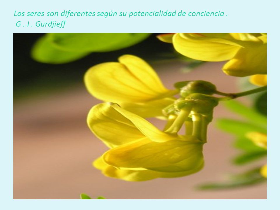 Los seres son diferentes según su potencialidad de conciencia. G. I