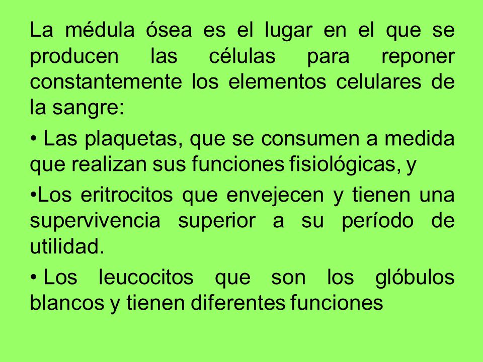 La médula ósea es el lugar en el que se producen las células para reponer constantemente los elementos celulares de la sangre: