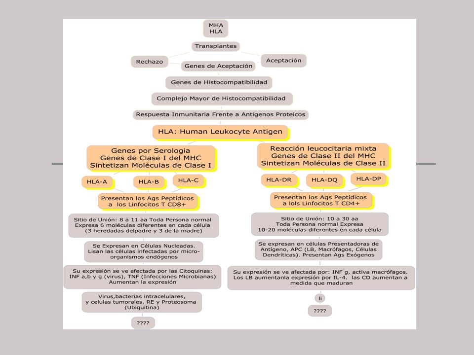 ¿Qué es y qué función cumple el Complejo Mayor de Histocompatibilidad