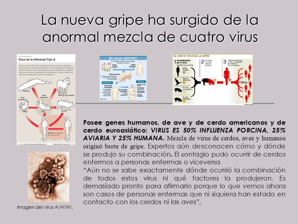 La nueva gripe ha surgido de la anormal mezcla de cuatro virus