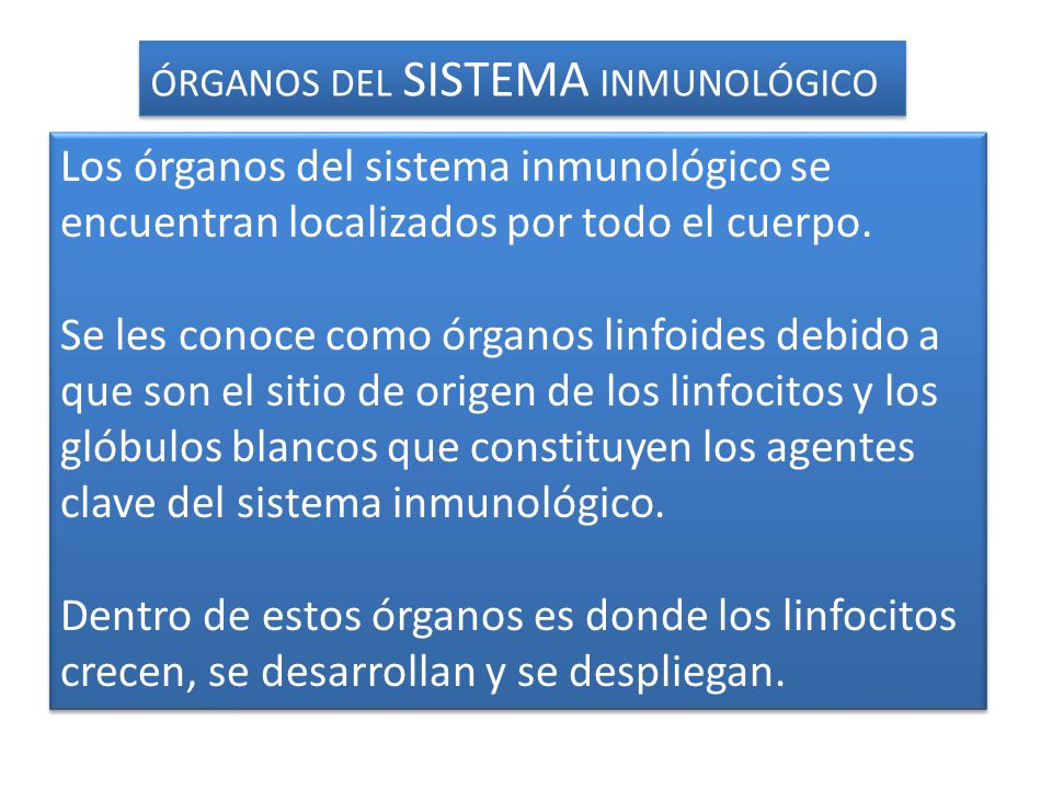 ÓRGANOS DEL SISTEMA INMUNOLÓGICO
