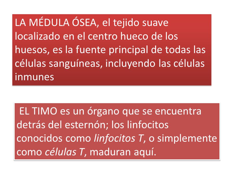LA MÉDULA ÓSEA, el tejido suave localizado en el centro hueco de los huesos, es la fuente principal de todas las células sanguíneas, incluyendo las células inmunes