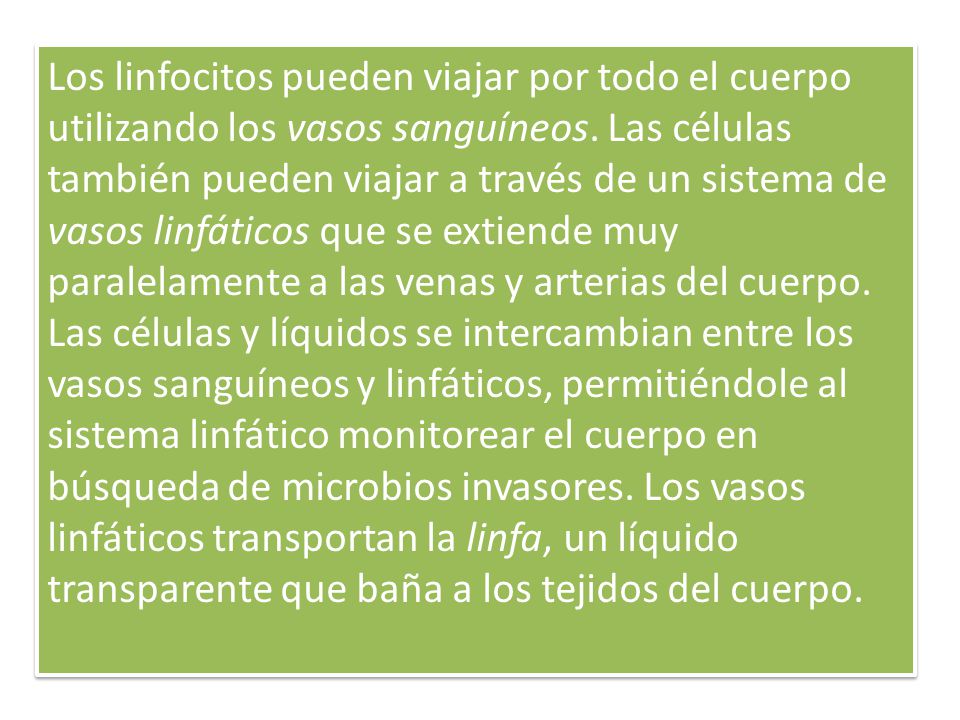 Los linfocitos pueden viajar por todo el cuerpo utilizando los vasos sanguíneos.