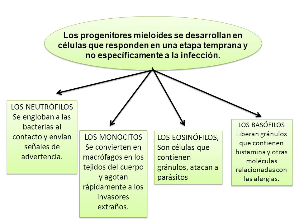 Los progenitores mieloides se desarrollan en células que responden en una etapa temprana y no específicamente a la infección.