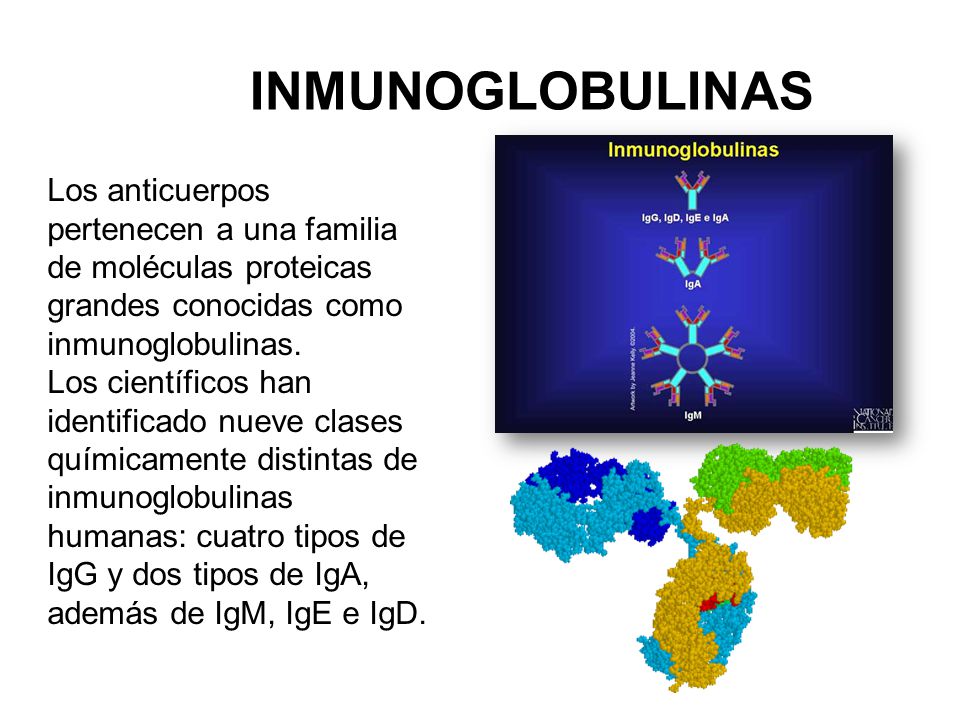 INMUNOGLOBULINAS Los anticuerpos pertenecen a una familia de moléculas proteicas grandes conocidas como inmunoglobulinas.