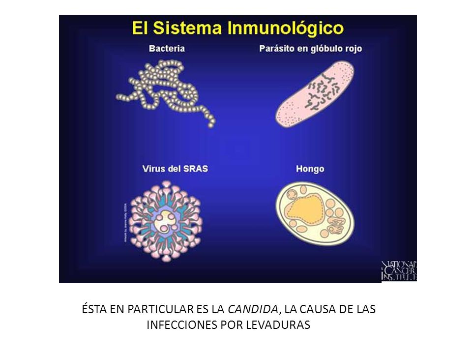 ÉSTA EN PARTICULAR ES LA CANDIDA, LA CAUSA DE LAS INFECCIONES POR LEVADURAS