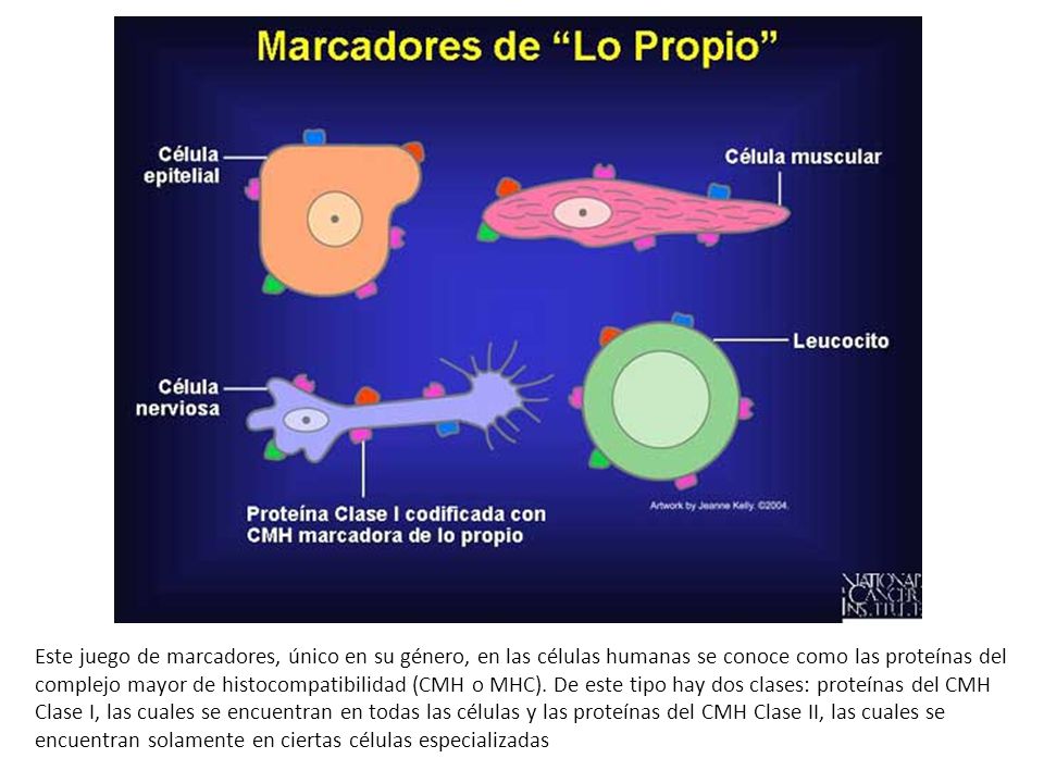 Este juego de marcadores, único en su género, en las células humanas se conoce como las proteínas del complejo mayor de histocompatibilidad (CMH o MHC).