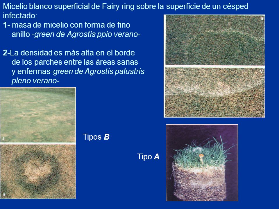 Micelio blanco superficial de Fairy ring sobre la superficie de un césped infectado: