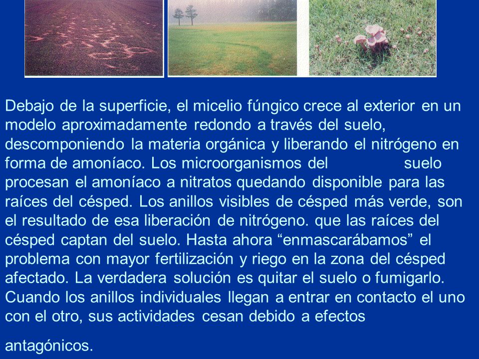 Debajo de la superficie, el micelio fúngico crece al exterior en un modelo aproximadamente redondo a través del suelo, descomponiendo la materia orgánica y liberando el nitrógeno en forma de amoníaco.