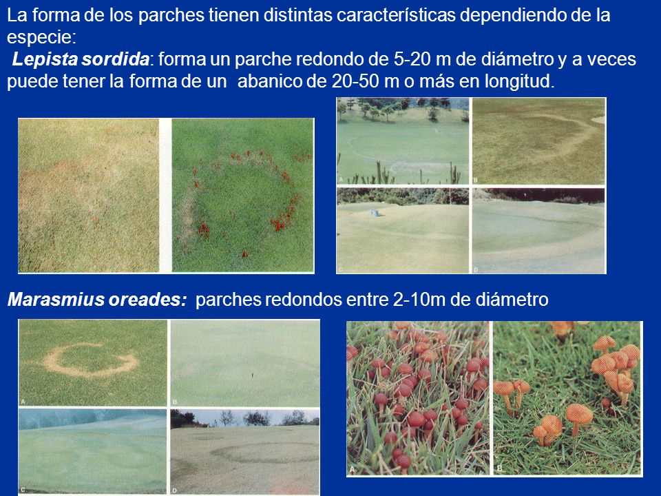 La forma de los parches tienen distintas características dependiendo de la especie: